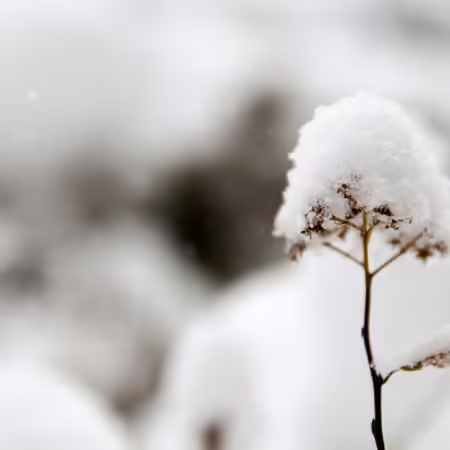 Snow on plant