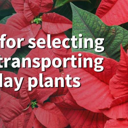 Tips for selecting and transporting holiday plants. Bright red and green poinsettia plants