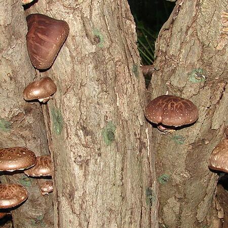 Shiitake mushrooms growing on inoculated logs