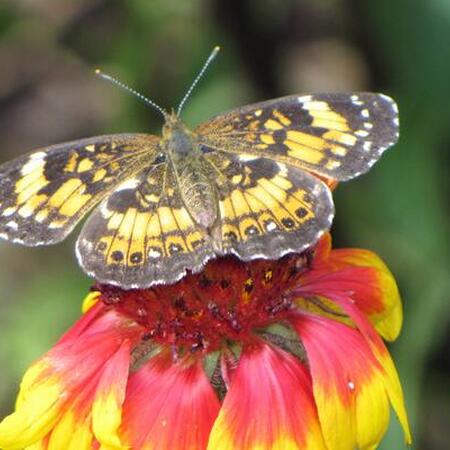 silvery checkerspot butterfly on a red and yellow flower