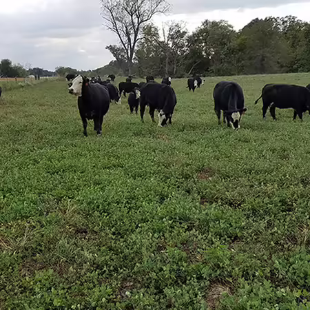 A group of black and white Simmental cattle standing in a pasture on a cloudy day.