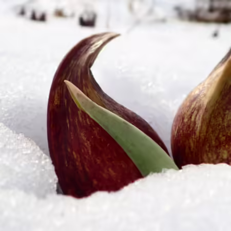 wine-red spathes of skunk cabbage emerging from the snow