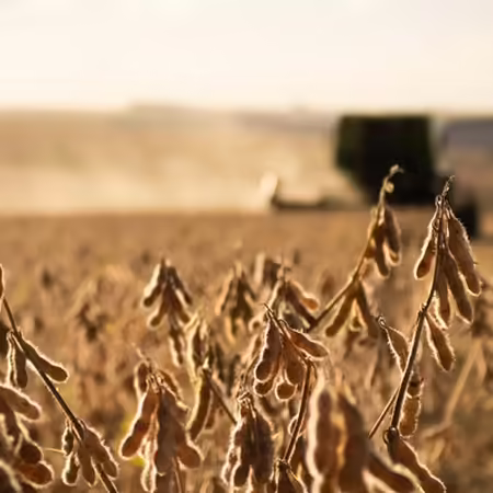Soybeans in the foreground ready to be harvested my an approching combine