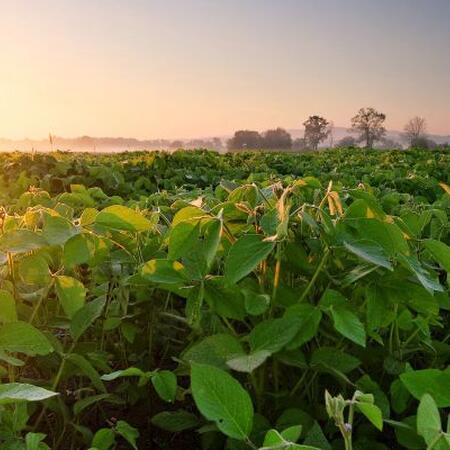 Soybean field at sunrise