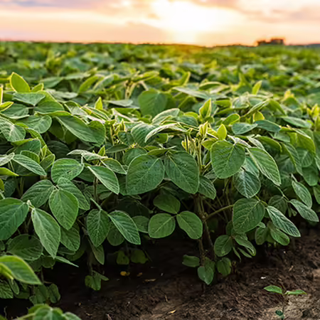 A soybean field with the sun setting in the background. 