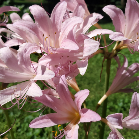 Pink surprise lily flowers