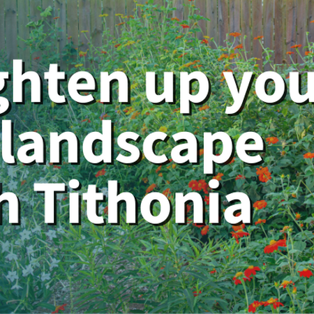 Brighten up your fall landscape with Tithonia. Tithonia plants blooming next to a house.