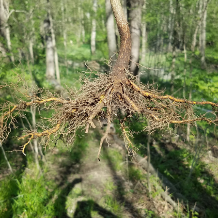 A picture of tree roots that have been pulled out of the ground