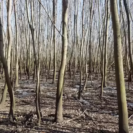 A grove of silver maple trees in a flood plain.