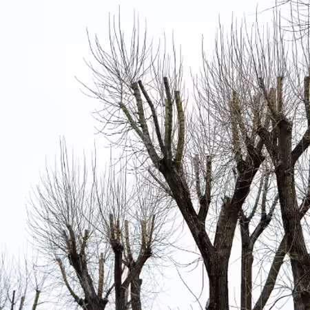 A row of topped trees