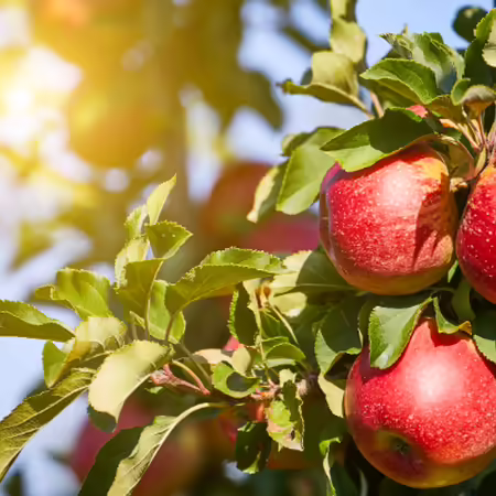 A group of red apples grow together on a tree in front of a blue sky.