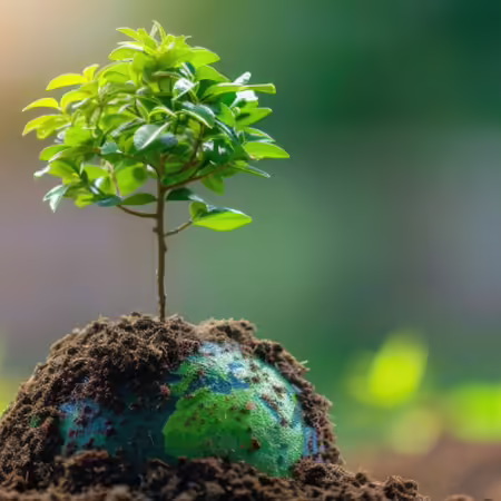 tree growing from the ground