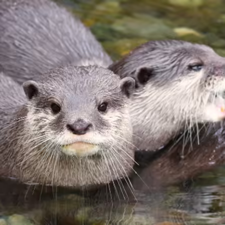two american river otters in water