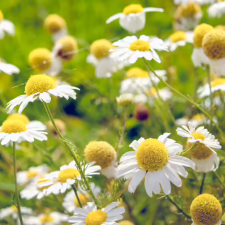 field of german chamomile