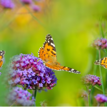 Pollinators 