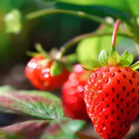 strawberry growing on vine