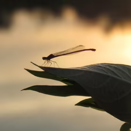 dragonfly hovering over leaf near freshwater