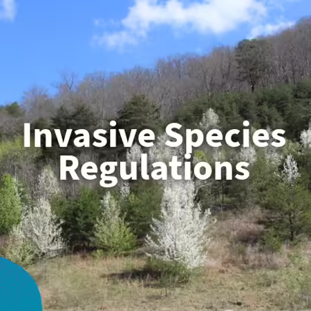 White trees blooming in a forest