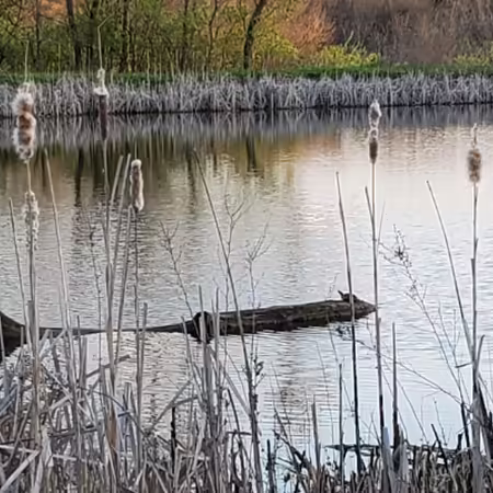 view of small pond with cattails and floating log from shore