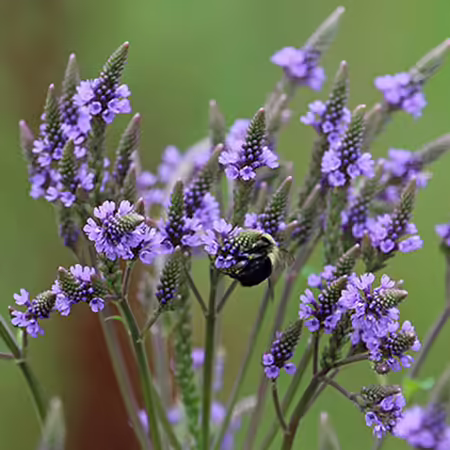 a native bumble bee visiting a native plant, blue vervain. photo by Layne Knoche