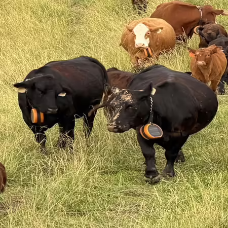 Cows in a pasture wearing virtual fence collars