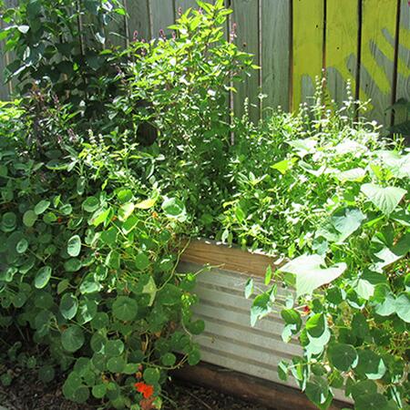 raised bed with herbs