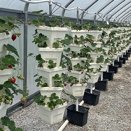hydroponic strawberries growing in high tunnel