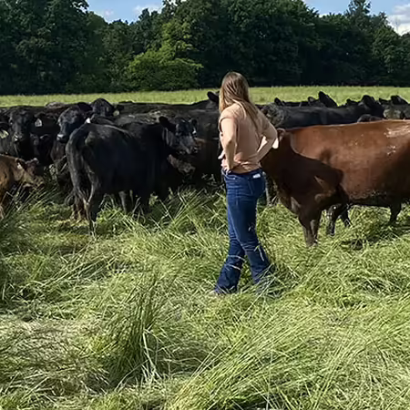 people looking at beef cows