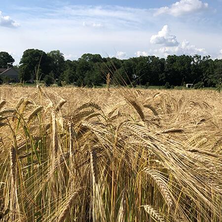 a field of 'Warthog' wheat, an heirloom variety of hard red winter wheat - about to be harvested
