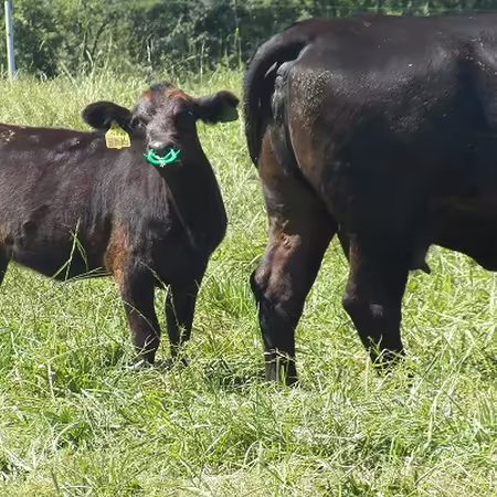 calf in a pasture with a nose insert to aid in weaning