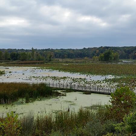 Illinois wetland