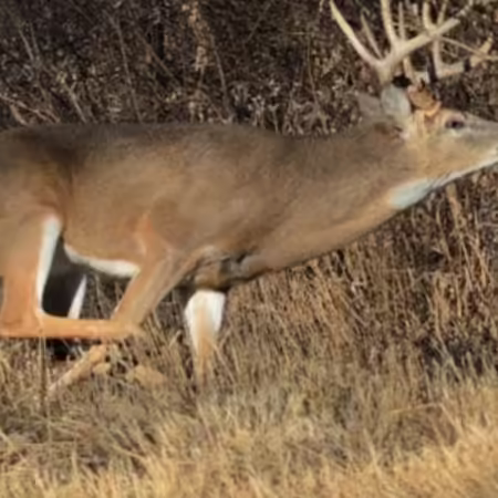 Whitetail buck in flight