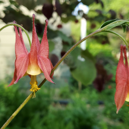 A picture of two blooms of wild columbine