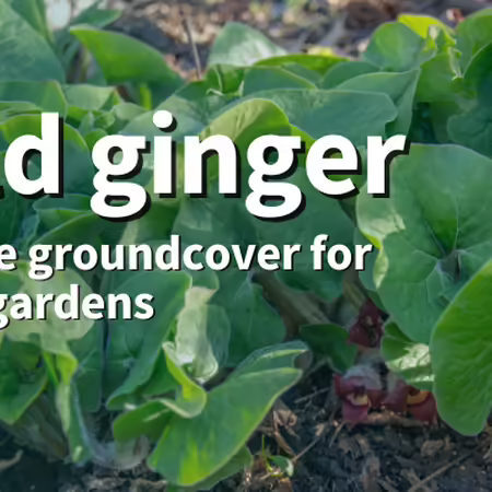 Wild ginger: A native groundcover for shady gardens. Wild ginger plant with hear-shaped green leaves and purplish-brown flowers.