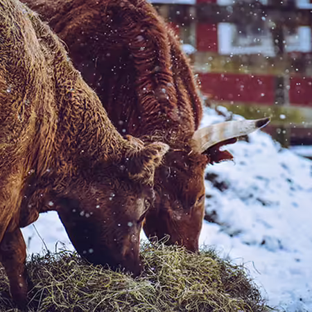 cows eating hay in the winter