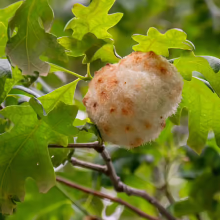 wool sower gall on an oak tree