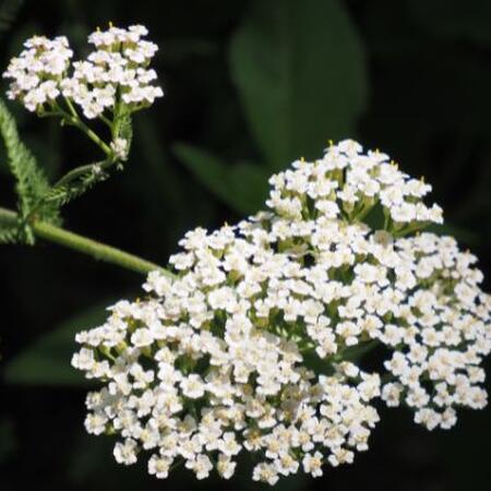 a white cluster of yarrow flowers