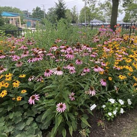 a garden bed of native plants at Yost House in Pontiac, IL