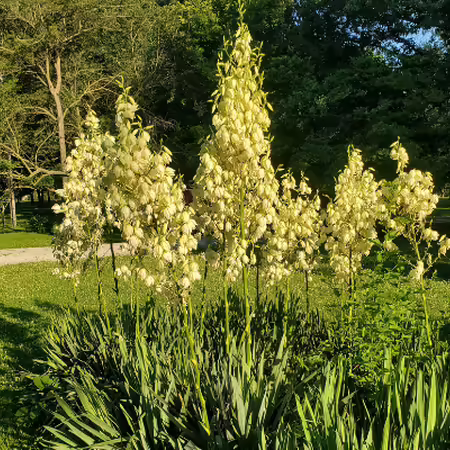 Blooming yucca with tall flower stalks and shorter foliage.