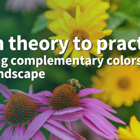 From theory to practice: Applying complementary colors in the landscape purple coneflower and yellow coreopsis 
