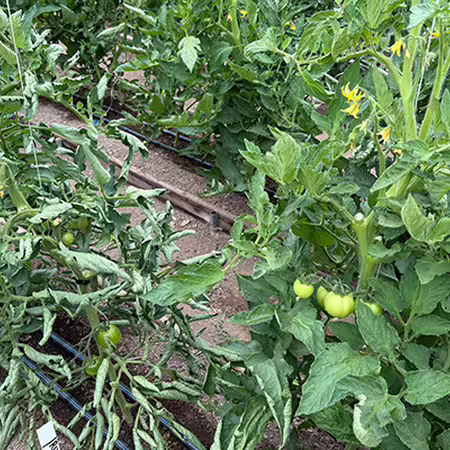 row of green tomato plants in a high tunnel