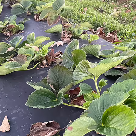 green strawberry plants growing in rows on black plastic mulch