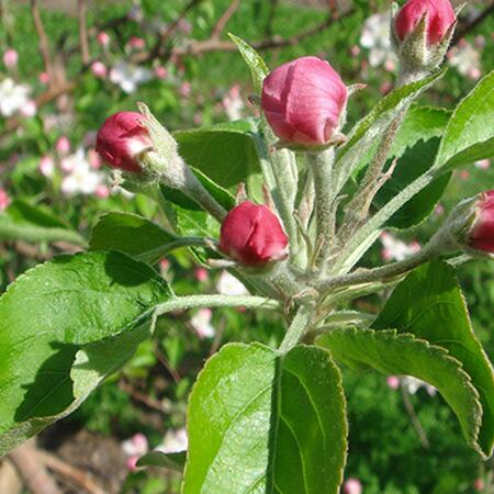 pink stage of apple flower development