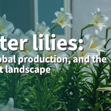 Easter lilies: war, global production and the Midwest landscape title with white blooming easter lily flowers standing tall in a cluster against the backdrop of a gray house