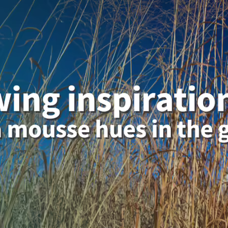 Growing inspiration: mocha mousse hues in the garden image is dormant switchgrass with a blue sky background