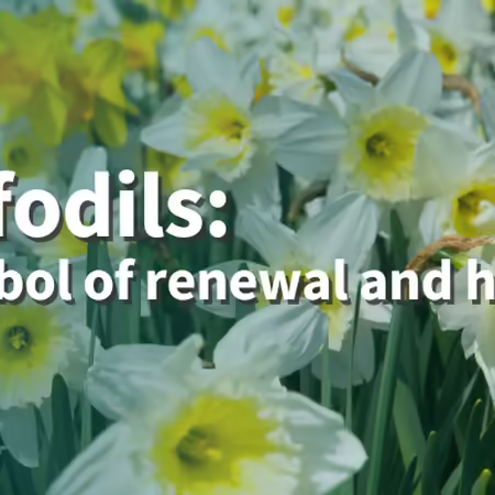 Daffodils: a symbol of renewal and hope 