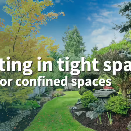 Planting in tight spaces: trees for confined spaces