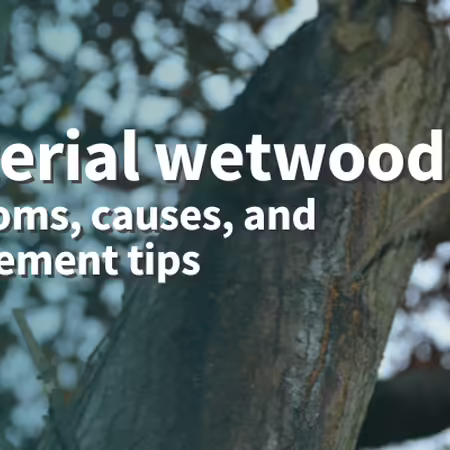 Bacterial wetwood: symptoms, causes, and management tips photo of tree trunk with wound that has discoloration below it on the bark