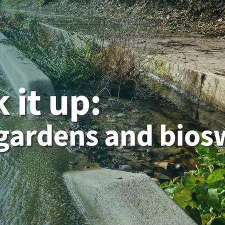 Soak it up: rain garden and bioswale curb cut with water flowing into a vegetative swale