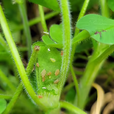 insect pests on clover plant